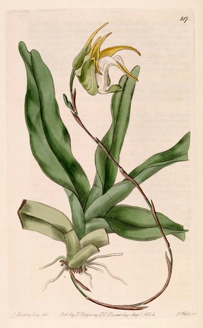 Illustratie van Aeranthes grandiflora door John Lindley